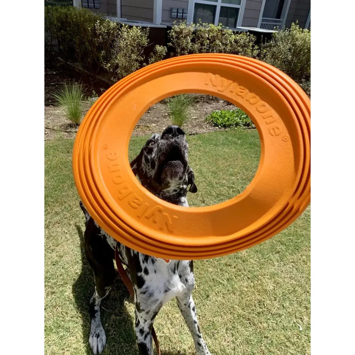 Nylabone Power Play Super Flyer Gripz Disc for Dogs Nylabone