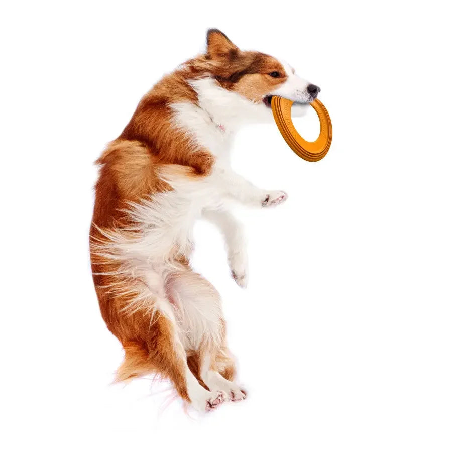 Nylabone Power Play Super Flyer Gripz Disc for Dogs Nylabone