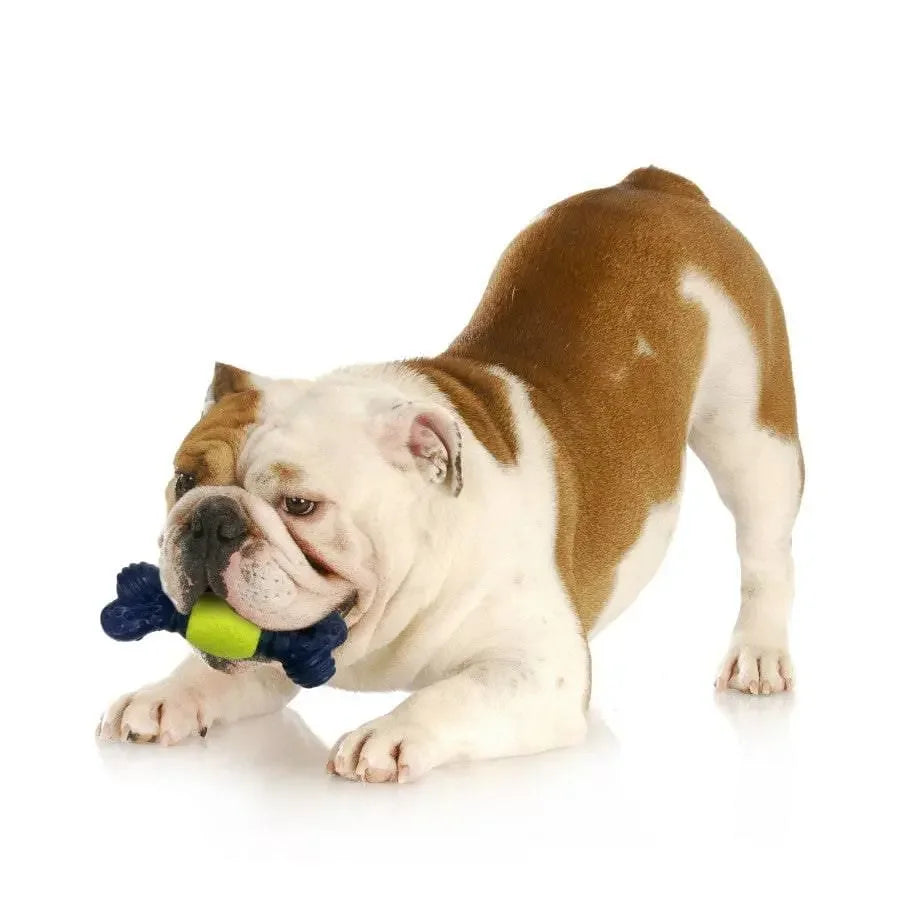 Nylabone Power Play Tennis Play 'n Fetch Interactive Dog Toy Play 'n Fetch Nylabone