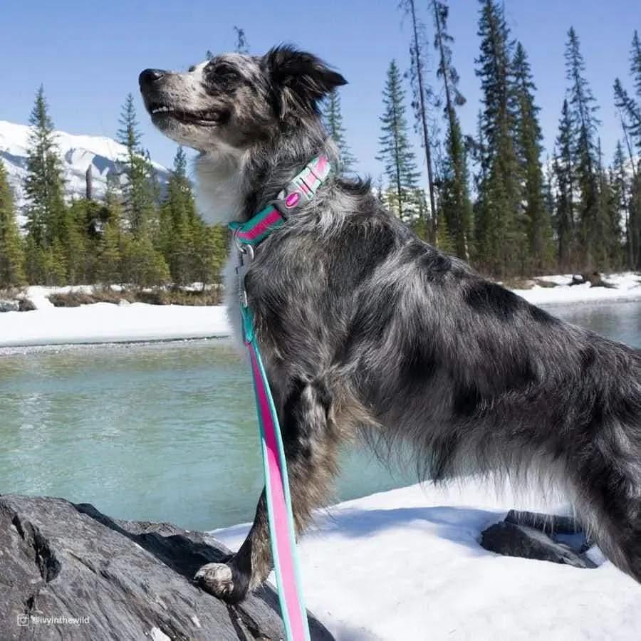 Pro Reflective Adjustable Nylon Dog Collar Pro CPD