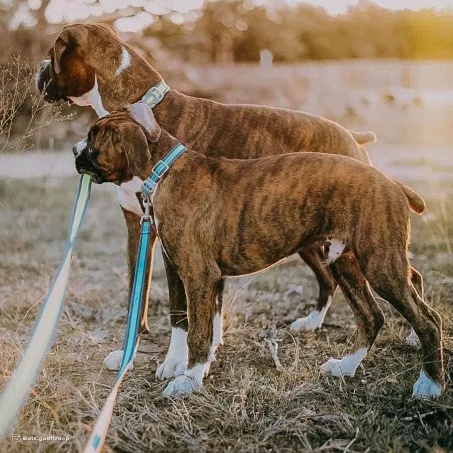 Pro Reflective Dog Leash Pro CPD