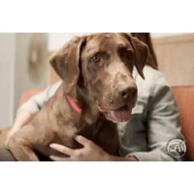 Redbarn Pet Products Lamb Ears Dog Chew 50ea/50 ct Redbarn