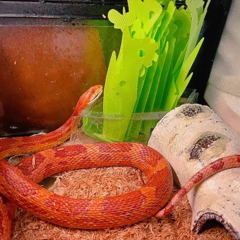 Reptile Habitat Resin Ornament Hideout Cave Bark Bend Leopard Gecko Spider Snake Turtle Talis Us