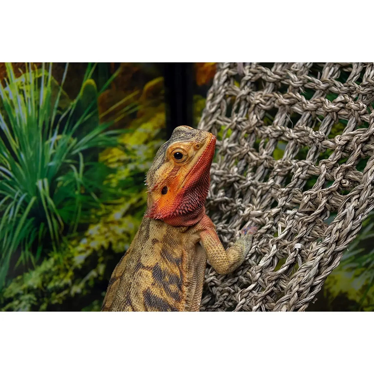 Reptology Castle Hide-Away & Lizard Lounger Bridge Reptile Habitat Decorations Reptology