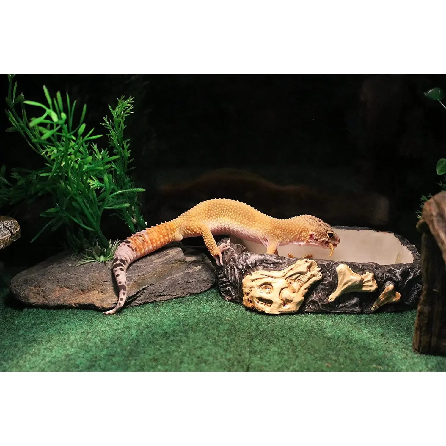 Reptology Reptile Fossil Rock Food/Water Dish Reptology