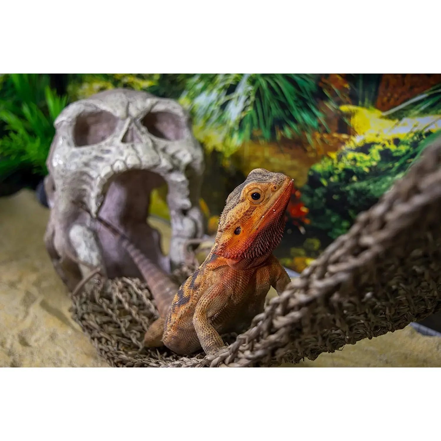 Reptology Skull Hide-Away Habitat Décor Reptology