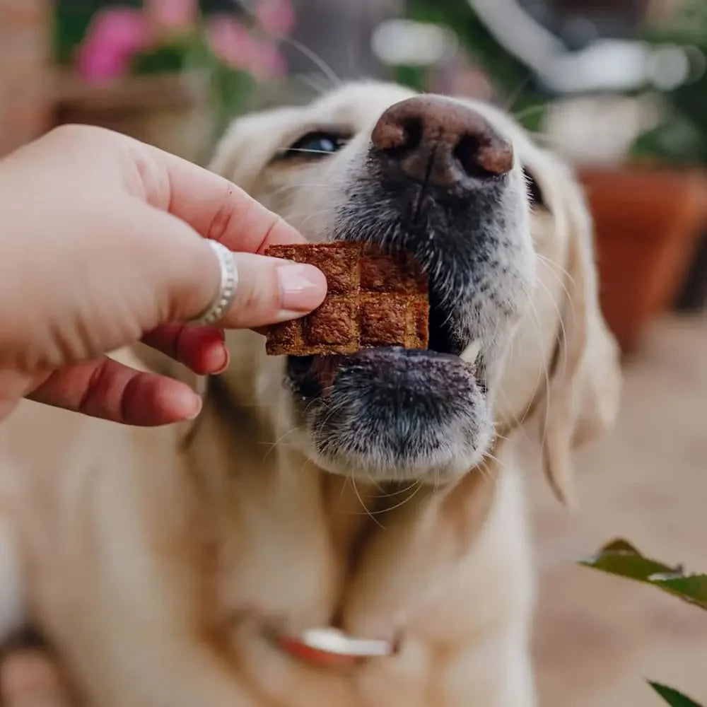 Shameless Pets Jerky Bite Dog Treats 5 oz Shameless Pets