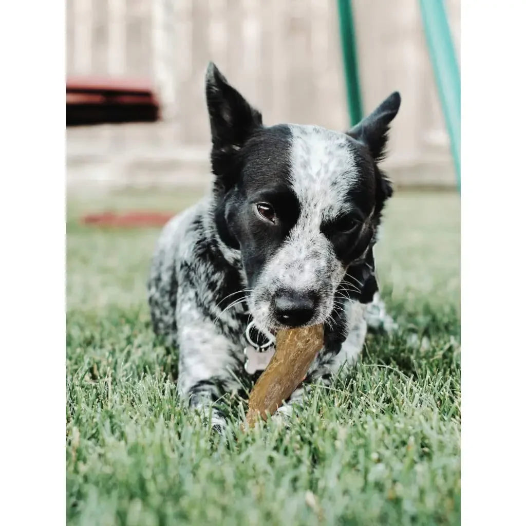 Spot Love The Earth Coffee Wood Dog Chew Spot®