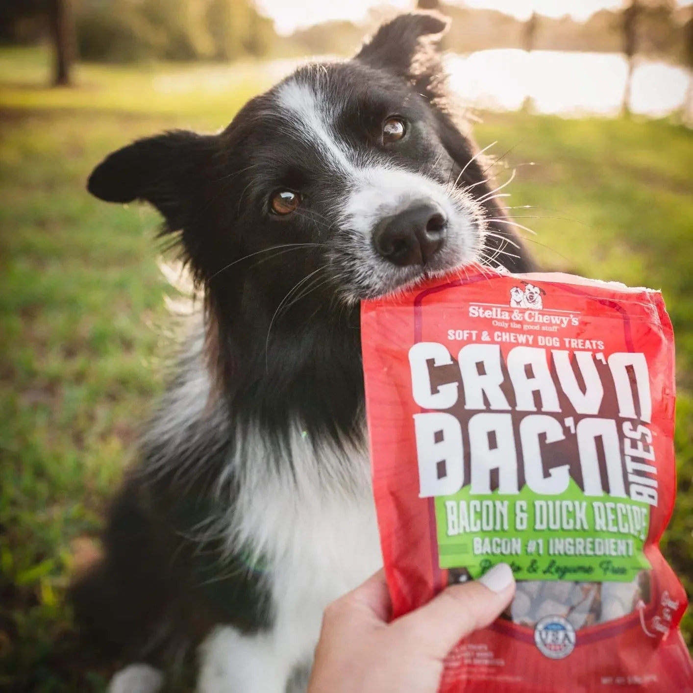Stella & Chewys Dog Crav'N Bacon Bites Pork 8.25Oz Stella & Chewy's