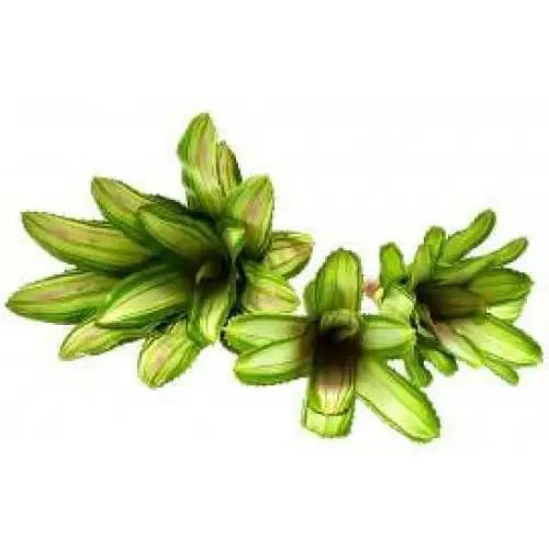 bromeliads Plants Enclosure Decor Tank Decoration Habitat Aquarium Accessories luga
