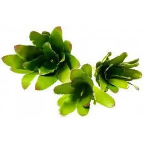 bromeliads Plants Enclosure Decor Tank Decoration Habitat Aquarium Accessories luga
