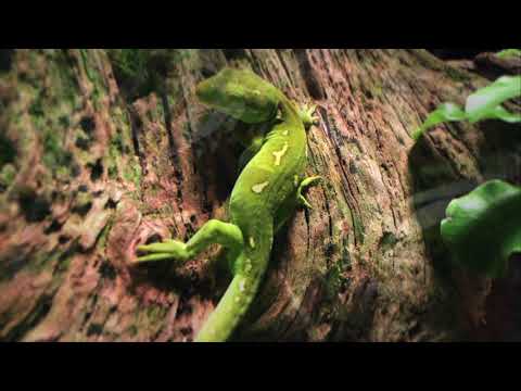 Terrarium for Dart Frogs