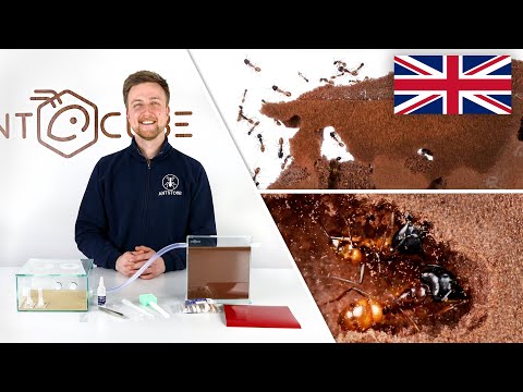 ANTCUBE Starter Kit Digfix for ants