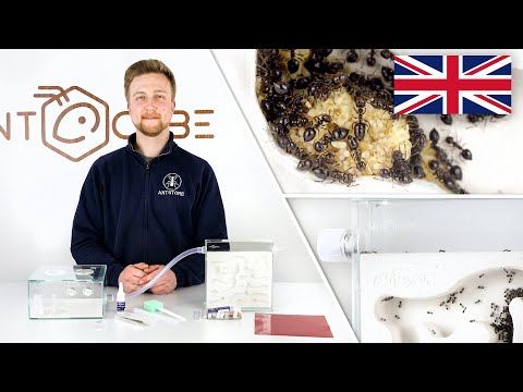 ANTCUBE Starter Kit Gypsum for ants