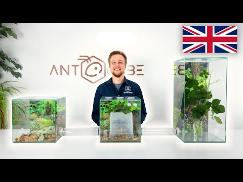 ANTCUBE Starter Set for Leafcutter ants Atta and Acromyrmex