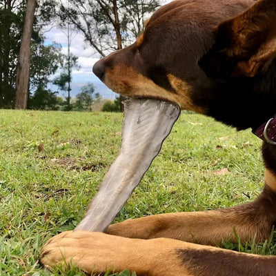 Lulu's Kitchen Gone Fishn' Shark Tails Dog Treats - Talis Us