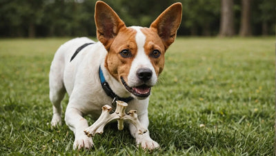 10 Best Bones for Dogs: Keep Your Pet Happy and Healthy - Talis Us