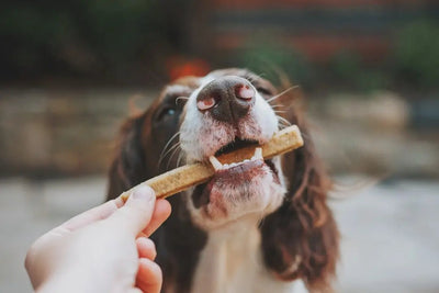 10 Chewy Dog Treats Your Pup Will Love - Talis Us