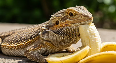 Can Bearded Dragons Safely Eat Bananas?