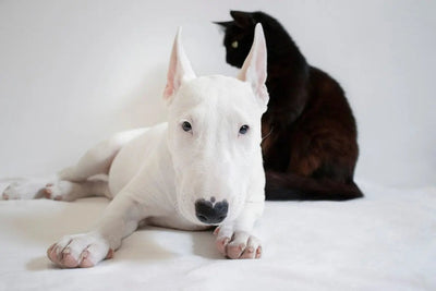 5 Creative Ways to Keep Your Pets Entertained and Active at Home - Talis Us
