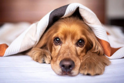 5 Essential Dog Grooming Tips for Beginners - Talis Us