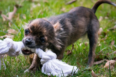 5 Fun and Easy DIY Pet Toys for Your Furry Friend - Talis Us