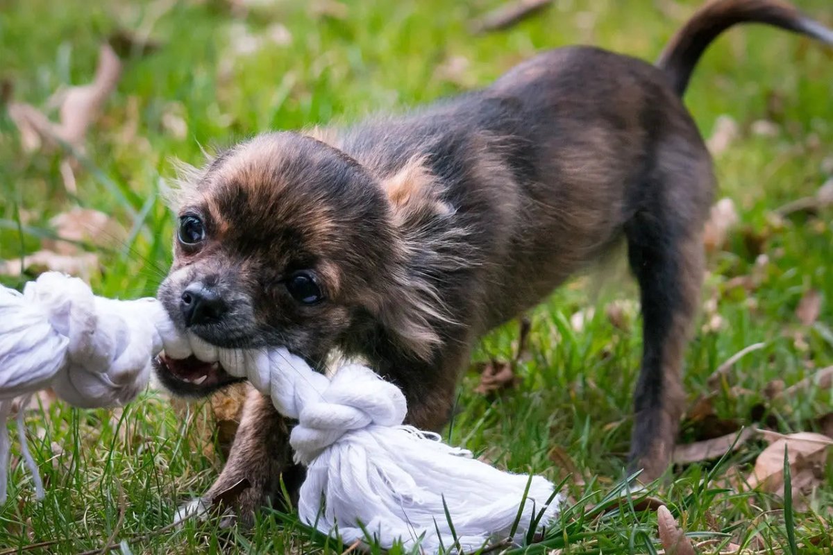 5 Fun and Easy DIY Pet Toys for Your Furry Friend - Talis Us