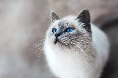 5 Interactive Cat Toys for Engaging Playtime - Talis Us