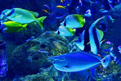 5 Must-Have Fish Supplies for Your Aquarium - Talis Us