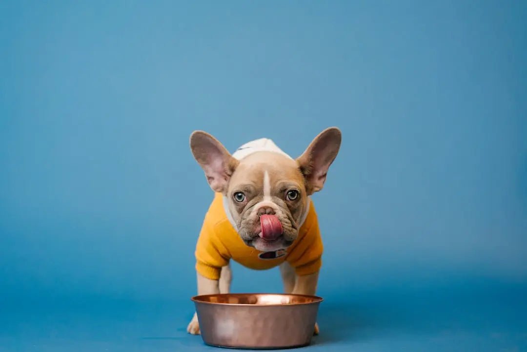 5 Reasons to Switch to a Pet Food Subscription Service - Talis Us