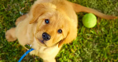 What toys should you get for a puppy?