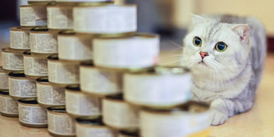What is the best cat wet food for indoor cats?'