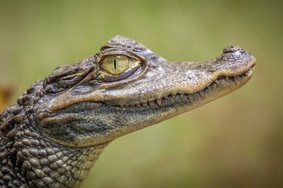 7 Essential Tips for Choosing the Perfect Reptile Thermostat - Talis Us
