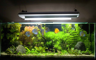 The Perfect Lighting for Your Aquarium: A Comprehensive Guide
