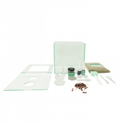 Ant Farm Kits – An Exciting Way to Bring Nature Indoors