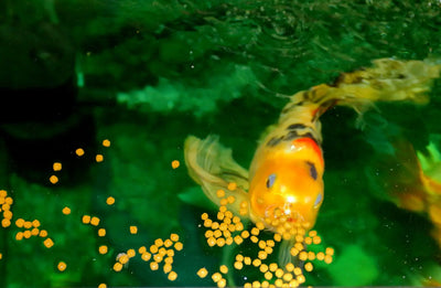 What food do fish eat?