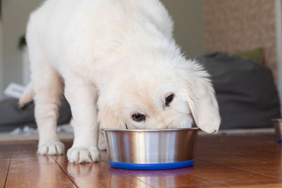 Why is Dog Food So Expensive?