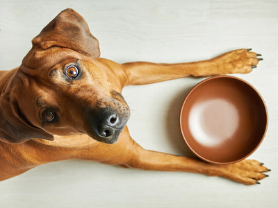 What are the different dog food brands?