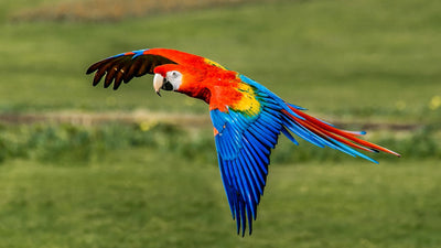 Do You Need a Cage for a Macaw?