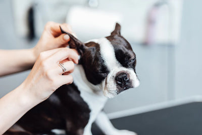 How to treat a dog ear infection without a Vet