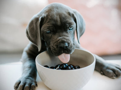 What Kind of Dog Food Do Vets Recommend?