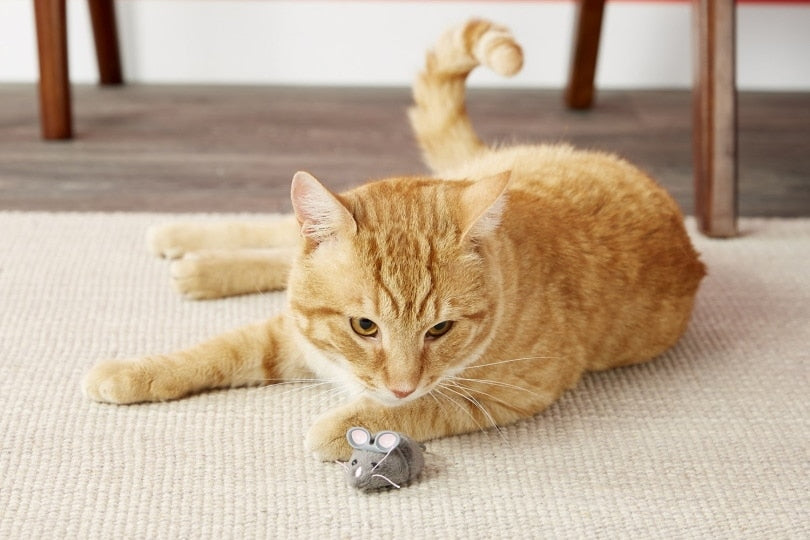 What Toys Do Cats Like the Most?