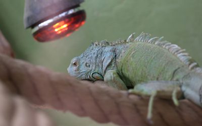 Essential Tips for Proper Housing and Lighting for Reptile Pets 