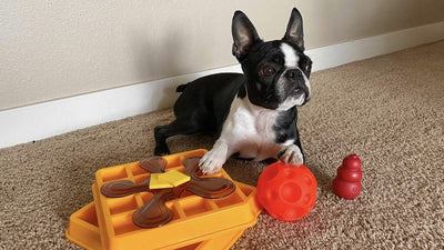 What Toy Do Dogs Like The Most?