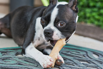 Top Dog Treat Brands: A Comprehensive Guide for Pet Parents
