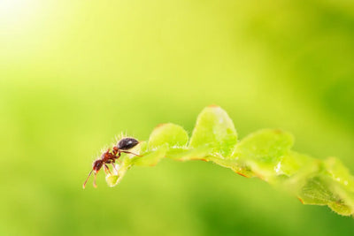 The Art of Ant Keeping: Everything You Need to Know