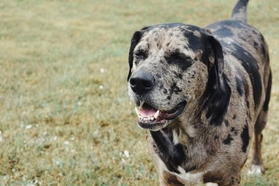 12. Best Dog Breeds to Protect Your Home