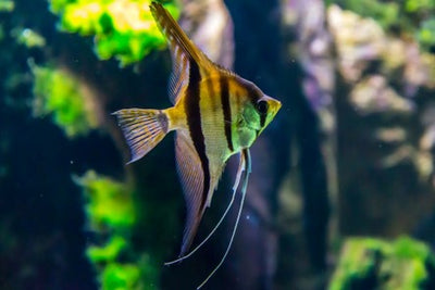 Most popular aquarium fish for beginners