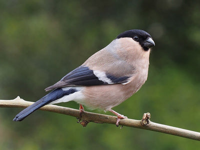 What is the Best Seed for Birds?
