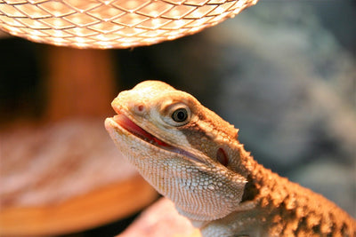 What can i use instead of a heat lamp for reptiles?